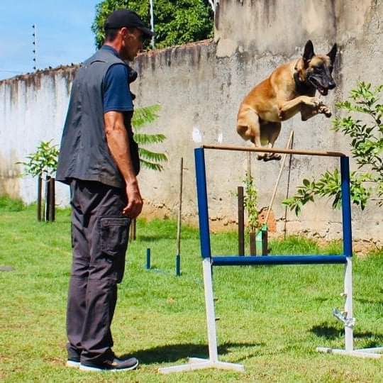 Expoagro terá oficina gratuita para tutores de cães